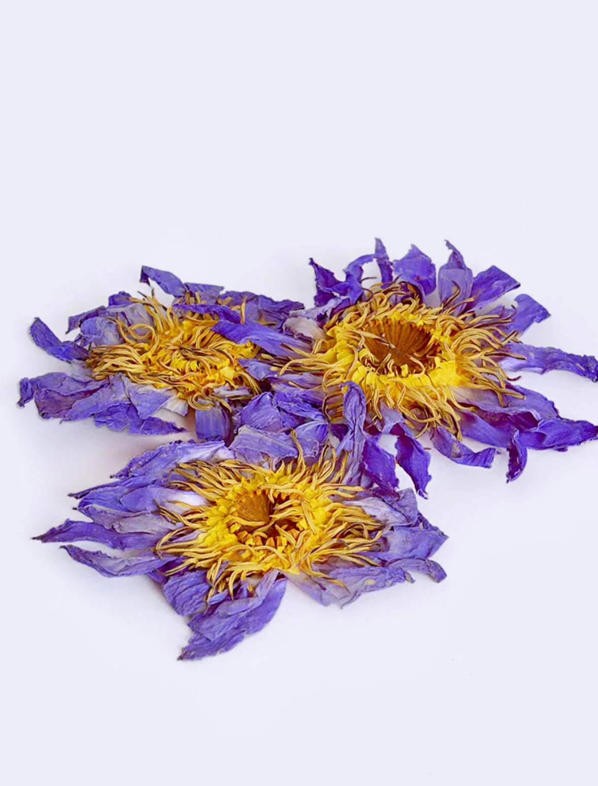 Månesøster Krystaller - Blå Lotus ☽ tørret blomster te fra tea Soul - italien ☽ 25 gram