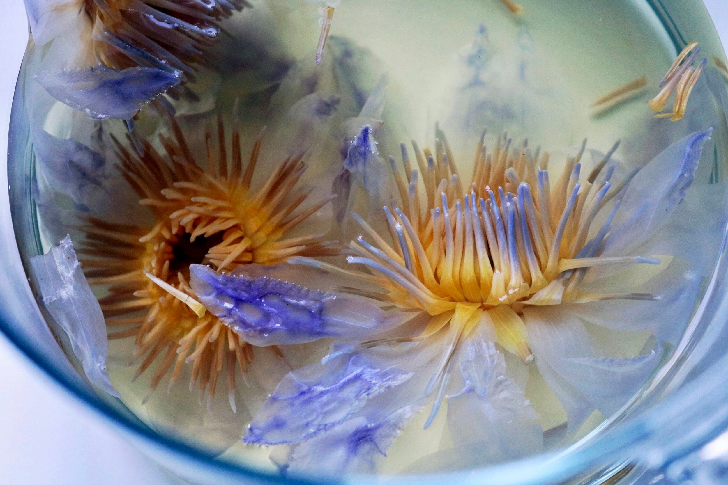 Blå Lotus ☽ Egyptisk Blå Lotus - Hele Blomster Fra Ayamani Naturals ☽ 15 gram eller 30 gram