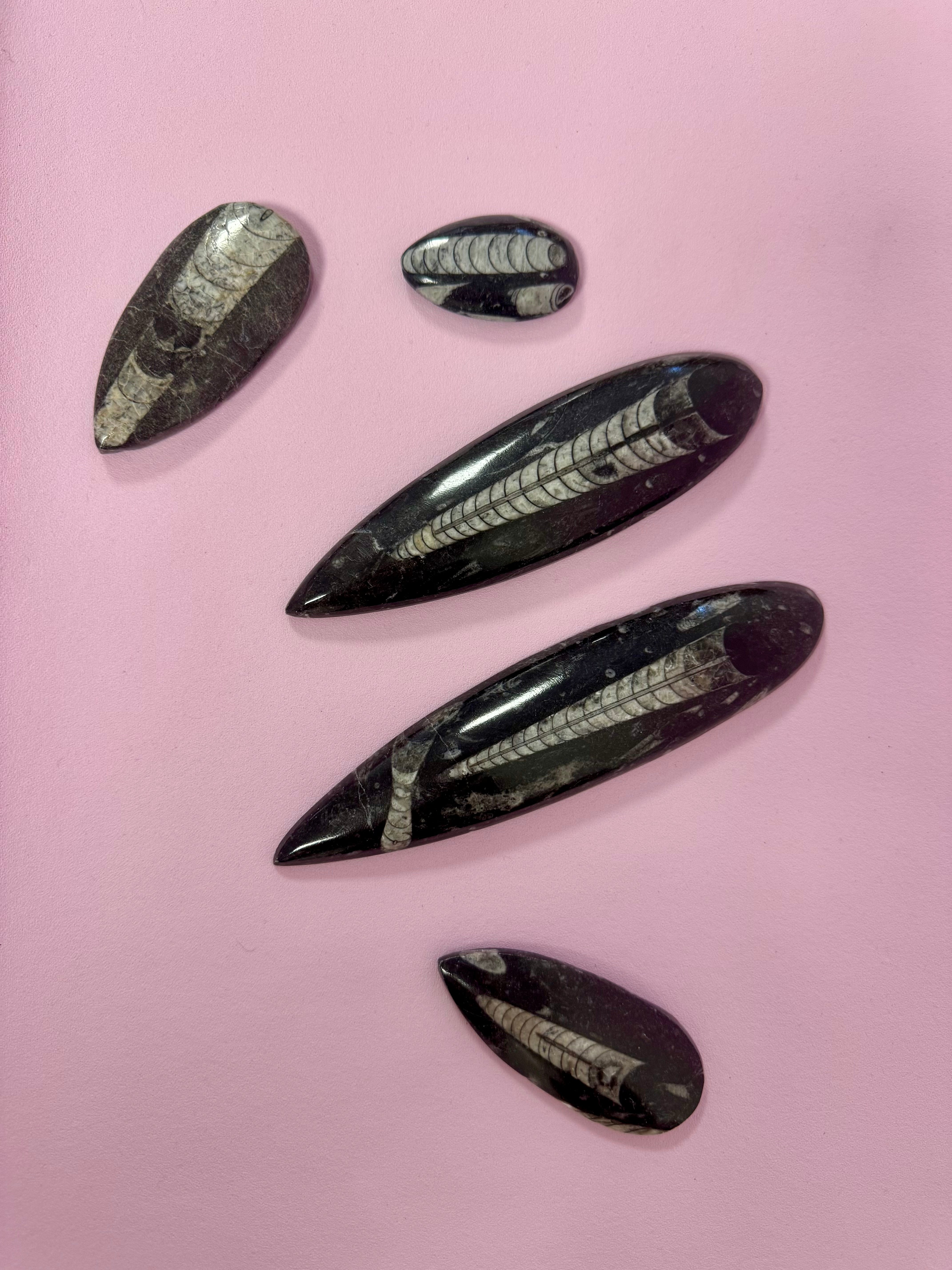 Orthoceras