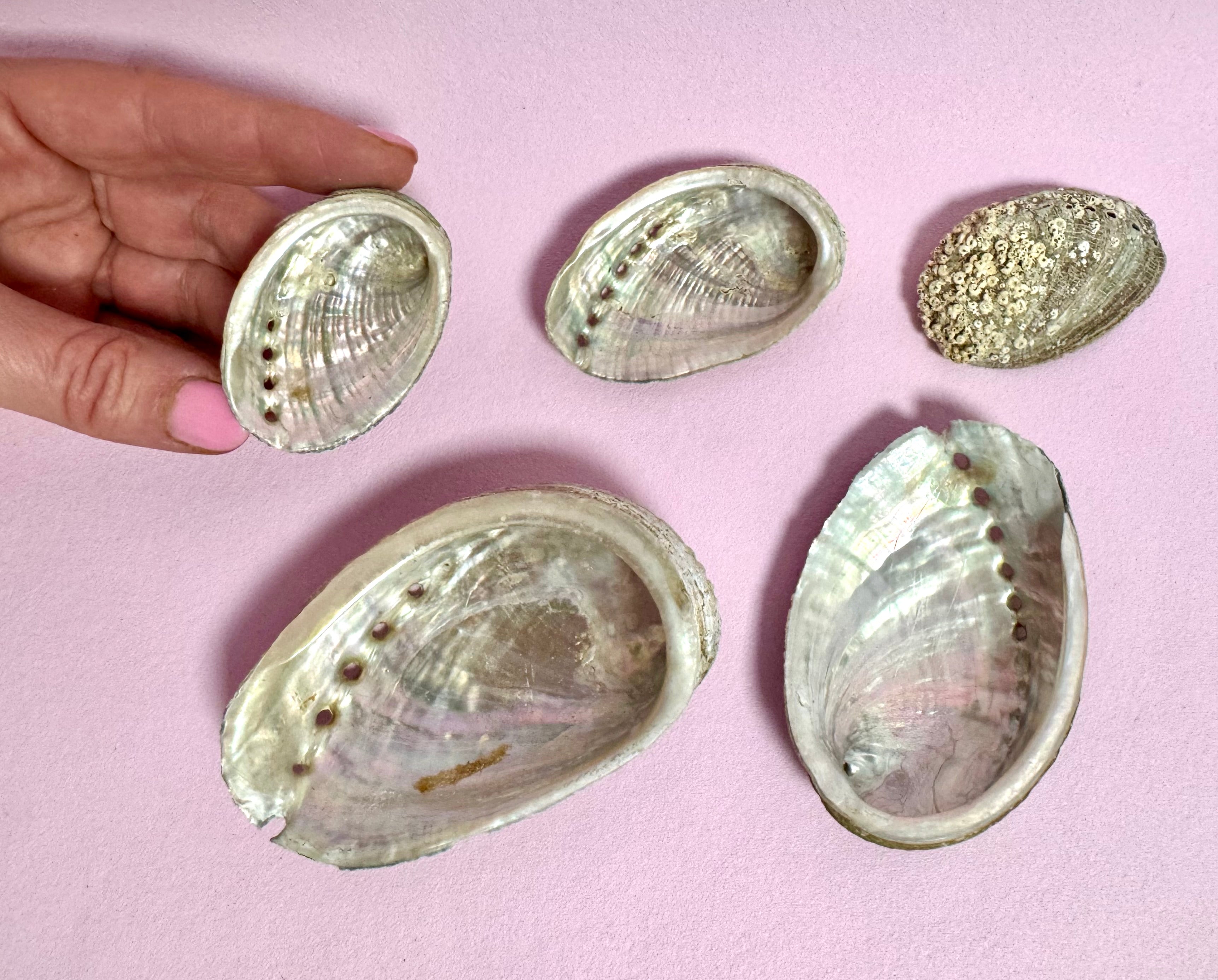 Månesøster Krystaller Horsens - Vitus Berings Plads - Franske Abelone Skaller Høstet i Naturen ☾ Small & Mini / MÅNESØSTER.DK / MAANESOESTER.DK