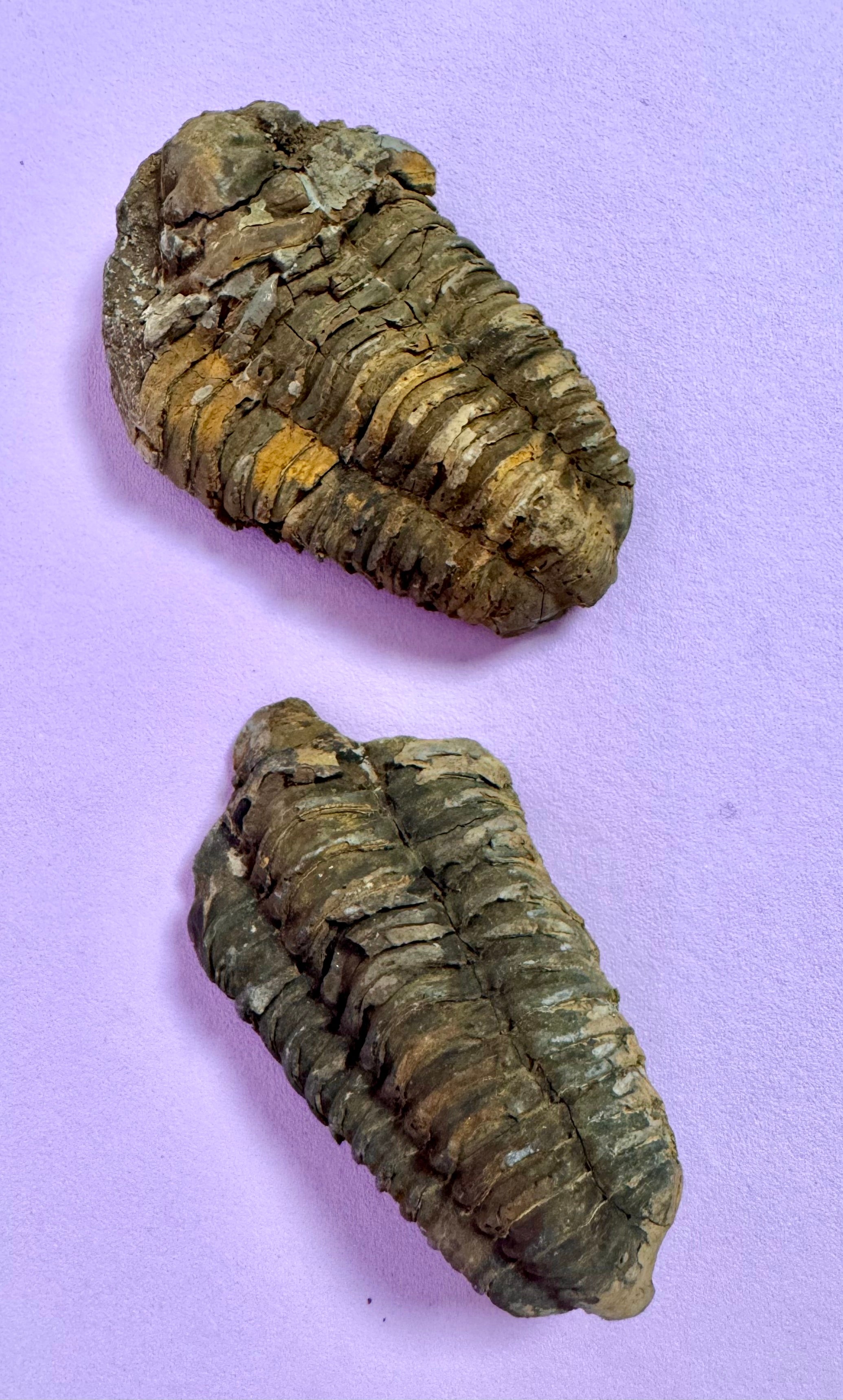 Månesøster Krystaller Horsens - Trilobit Fossil / MAANESOESTER.DK / MÅNESØSTER.DK