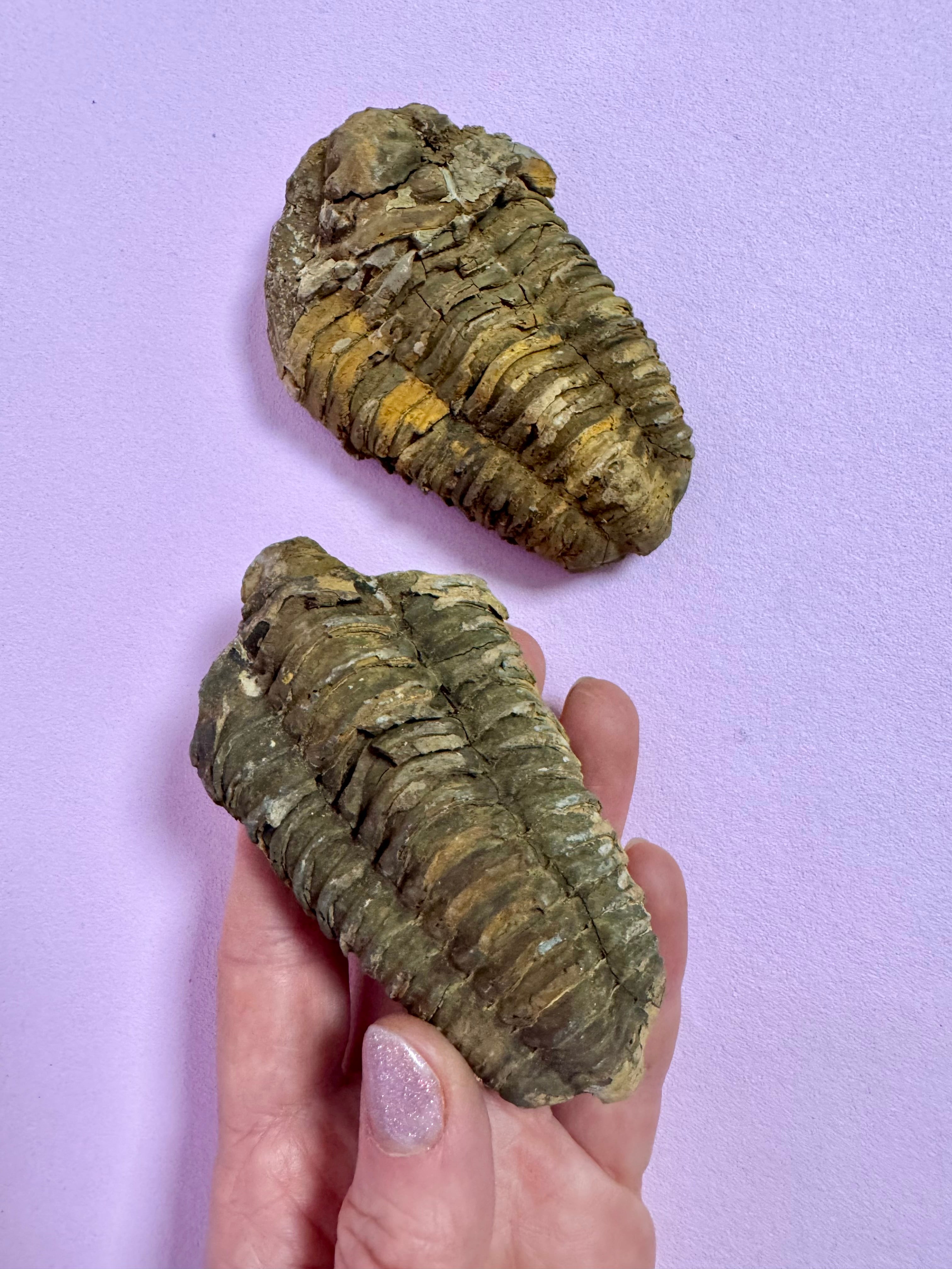 Månesøster Krystaller Horsens - Trilobit Fossil / MAANESOESTER.DK / MÅNESØSTER.DK