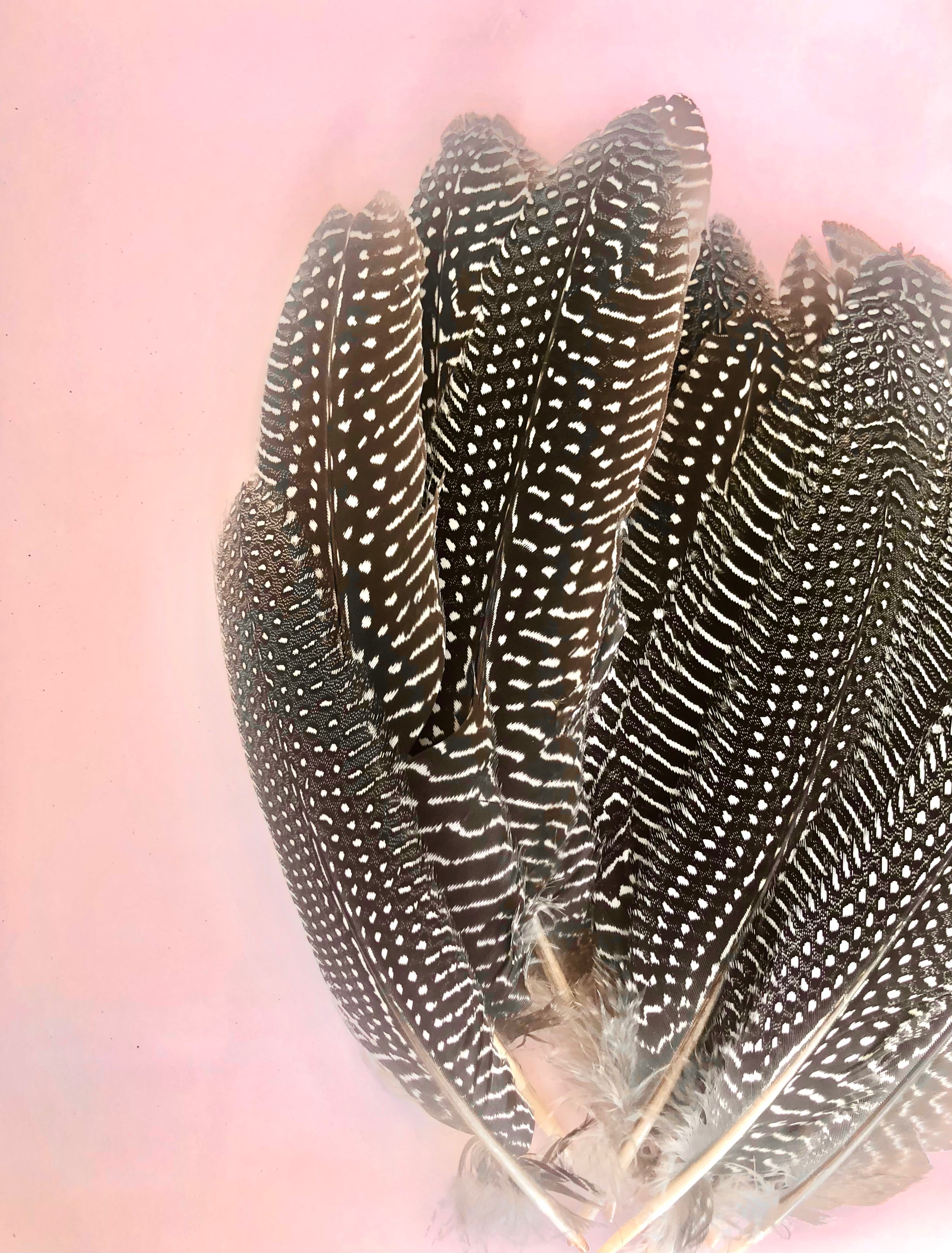 Fasan Hale Fjer 𓆃 18 - 20 cm.