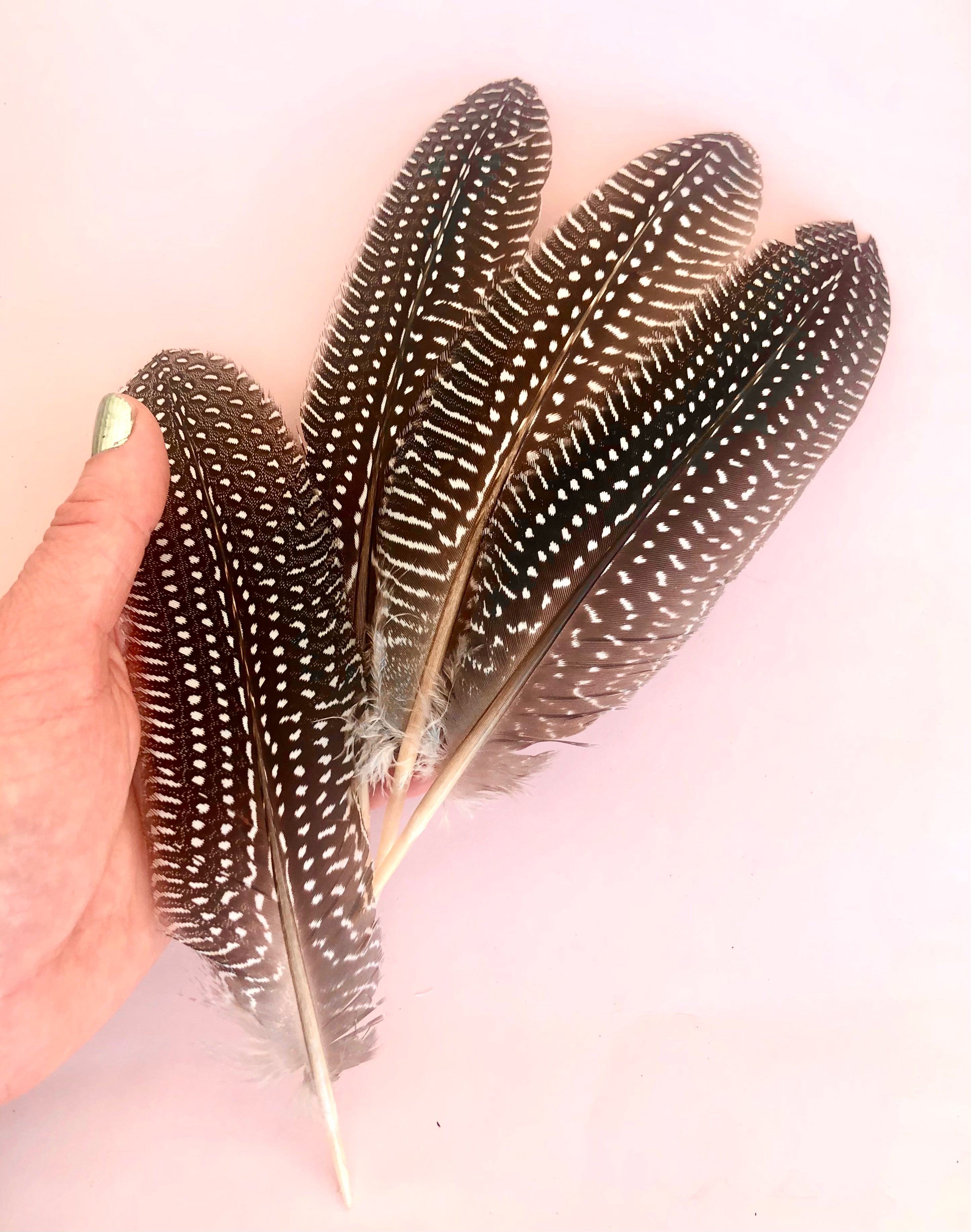 Fasan Hale Fjer 𓆃 18 - 20 cm.