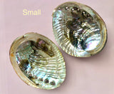 Abelone Skaller ☾ Small & Mini