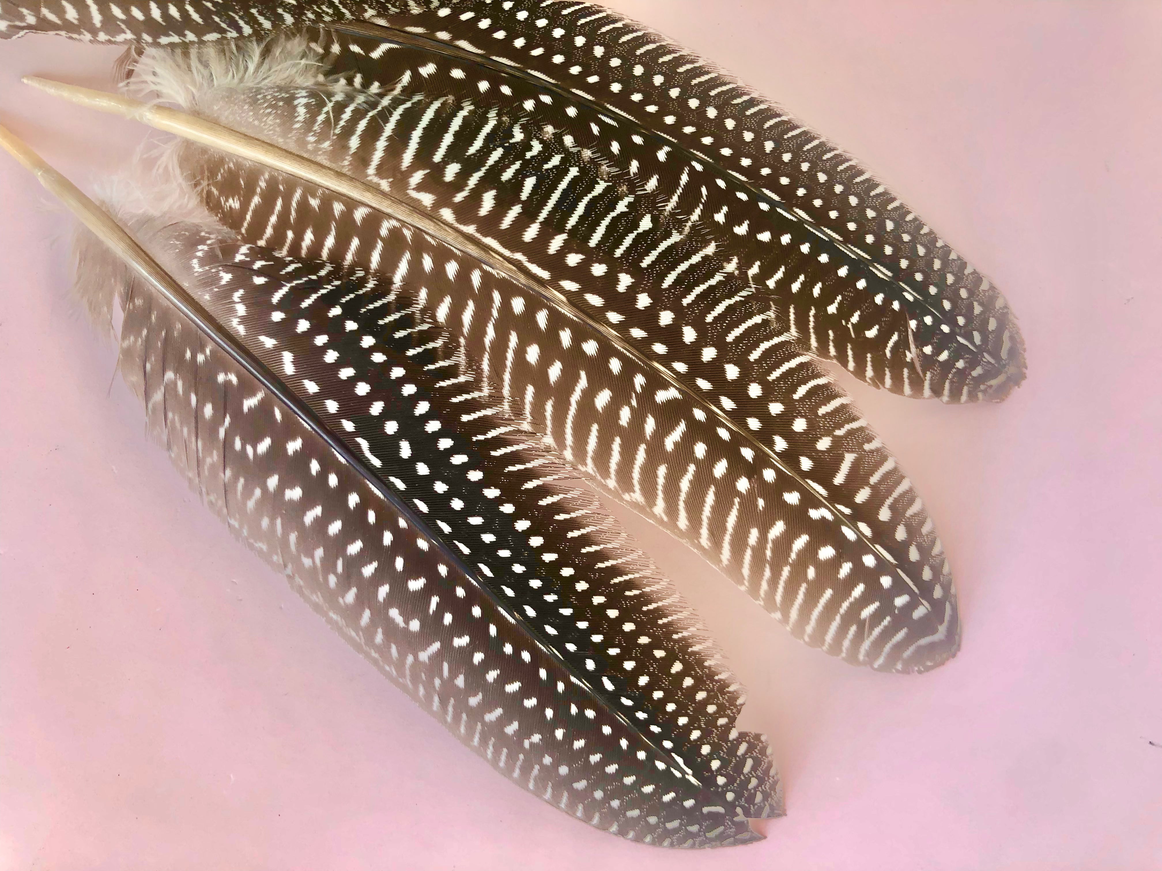 Fasan Hale Fjer 𓆃 18 - 20 cm.