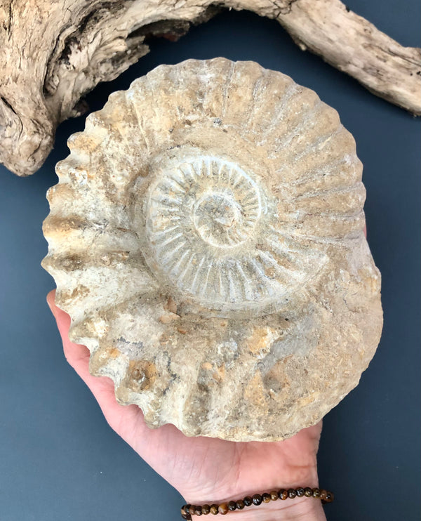 Stor Ammonit Forstening Fossil Månesøster Krystaller Månesøsteren Månesøstrene Månesøstre