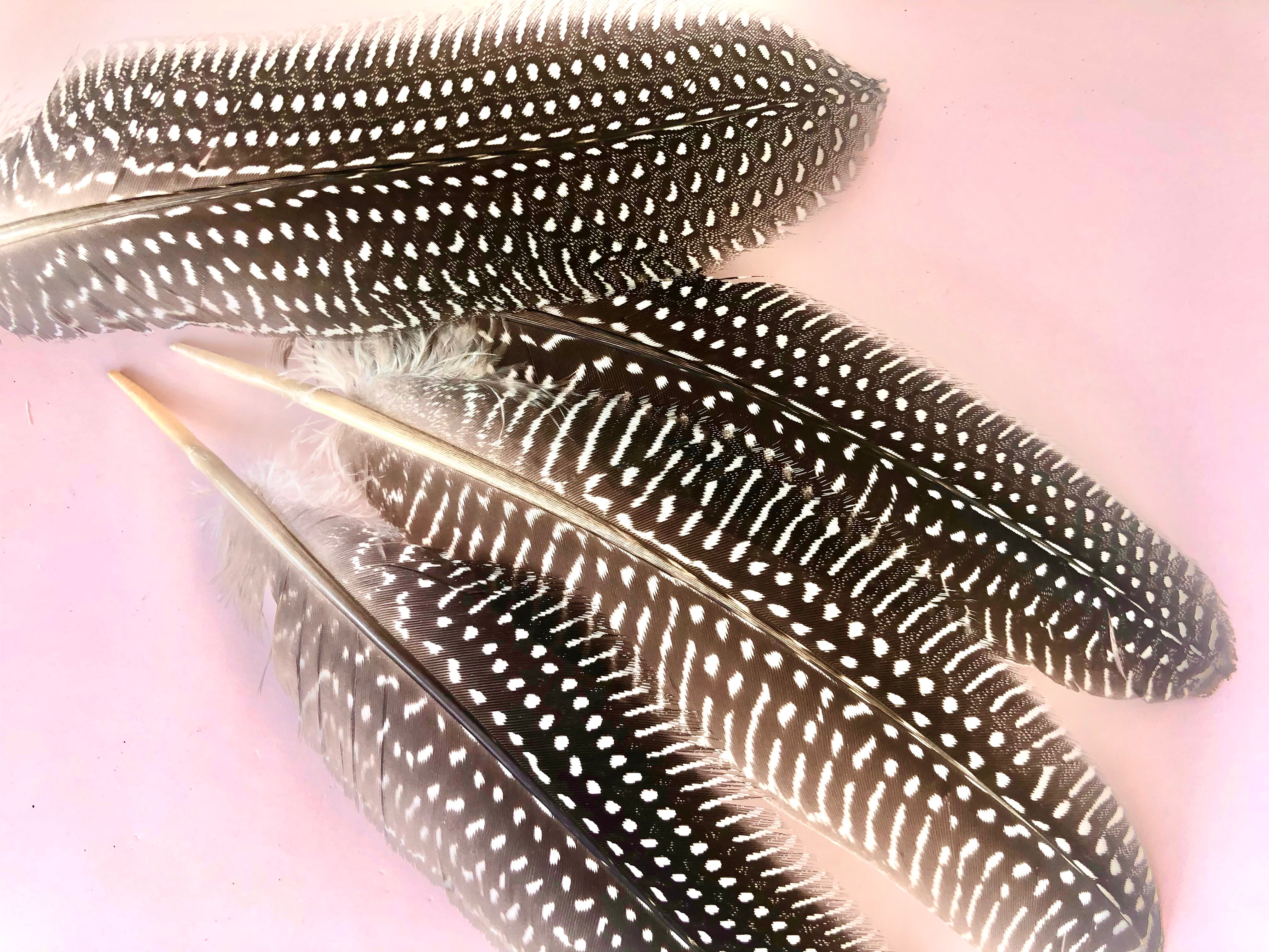 Fasan Hale Fjer 𓆃 18 - 20 cm.