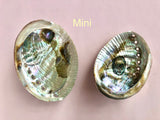 Abelone Skaller ☾ Small & Mini