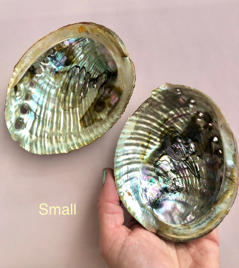 Abelone Skaller ☾ Small & Mini