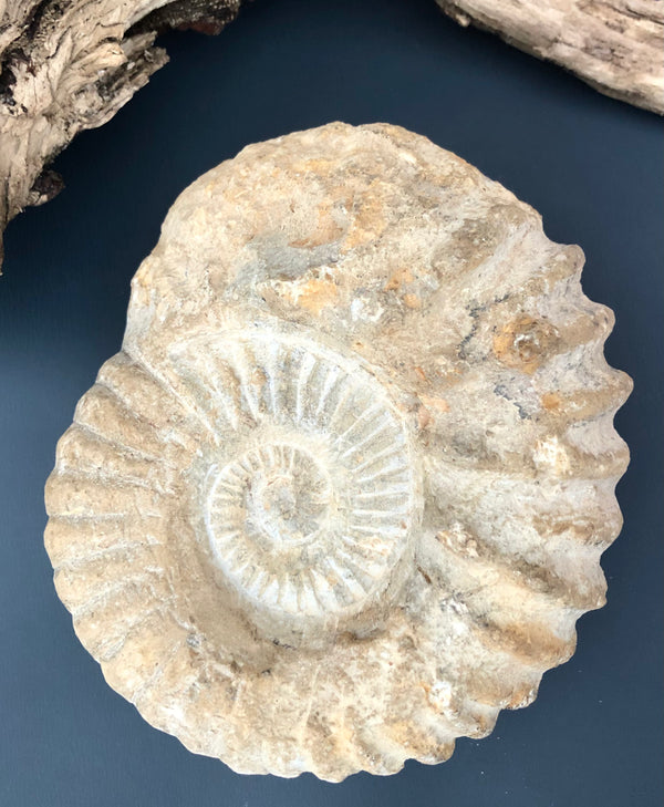 Stor Ammonit Forstening Fossil Månesøster Krystaller Månesøsteren Månesøstrene Månesøstre