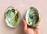 Abelone Skaller ☾ Small & Mini